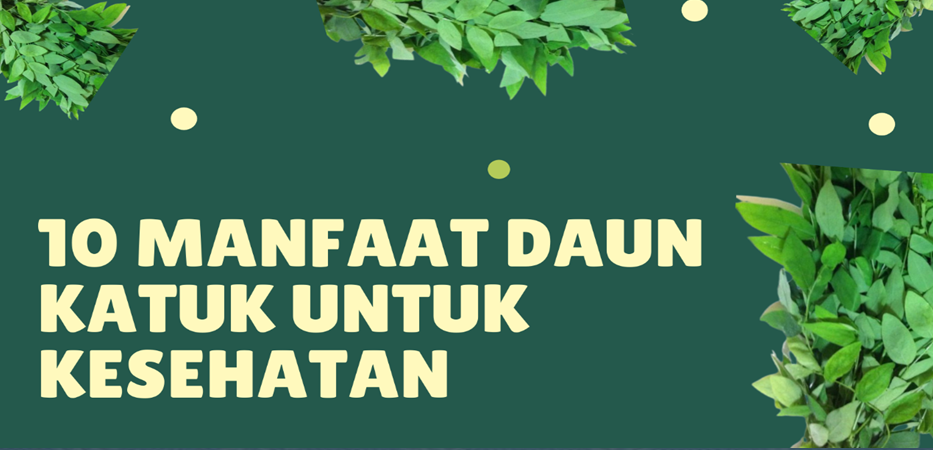 10 Manfaat Daun Katuk untuk Kesehatan 10 Manfaat Daun Katuk untuk Kesehatan
